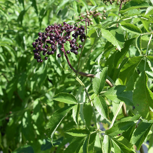 Sambucus canadensis 'Adams' Sambucus canadensis 'Adams'