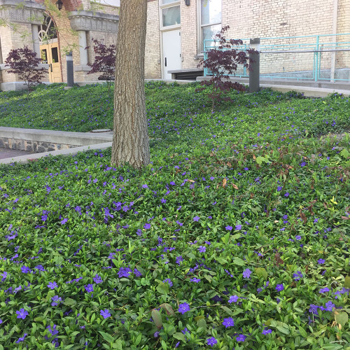 Vinca minor Vinca minor