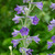 Delphinium exaltum