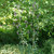Delphinium exaltum
