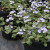 Veronica x 'Waterperry Blue'