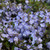 Veronica x 'Waterperry Blue'