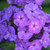 Phlox paniculata 'Blue Paradise'
