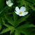 Anemone canadensis