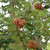 Sorbus aucuparia 'Cardinal Royal'