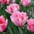 Tulip 'Foxtrot'