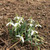 Galanthus woronowii 'Snowdrops'