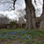 Scilla siberica 'Siberian Squill'