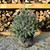 Live Christmas Tree - Picea pungens 'Baby Blue'