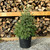 Live Christmas Tree - Picea glauca densata