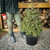Live Christmas Tree - Picea glauca densata