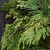 Bundle - Incense Cedar