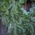 Wreath Holiday Shop - Balsam