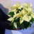 Poinsettia, White