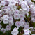 Phlox 'Fashionably Early Crystal'