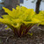 Hosta 'Fire Island'