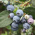 Vaccinium 'Jersey'