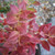 Vaccinium 'Jersey'