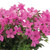 Phlox hybrida 'Woodlander Pink'