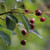 Amelanchier arborea