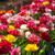 Tulip 'Double Late Mixture'
