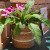 Celestial Woven Planter