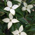 Cornus kousa 'Milky Way'