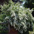 Spiraea vanhouttei 'Renaissance'
