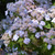 Hydrangea serrata 'Tiny Tuff Stuff'