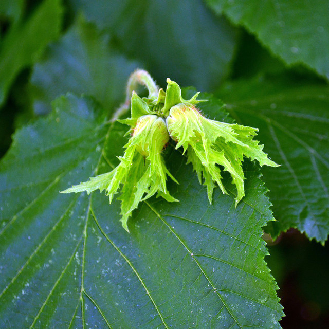 Beaked Hazelnut (Corylus cornuta) 15 Corylus cornuta