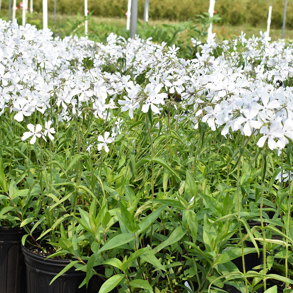 Phlox May Breeze