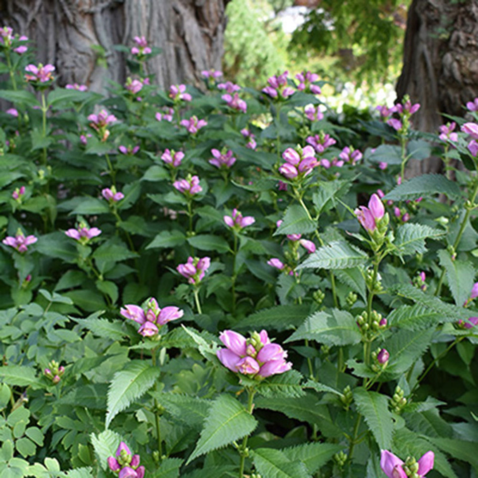Chelone lyonii 'Hot Lips' Horsford Gardens and Nursery