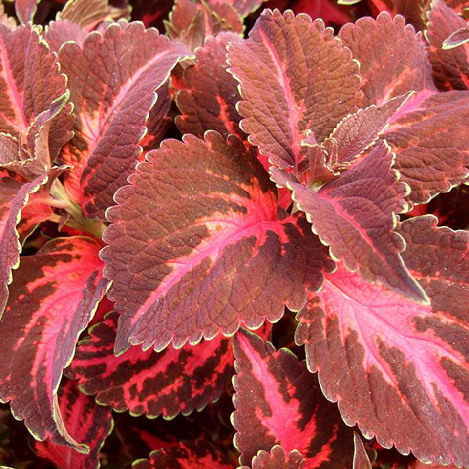 Kingswood Torch Coleus Products - Horsford Gardens and Nursery
