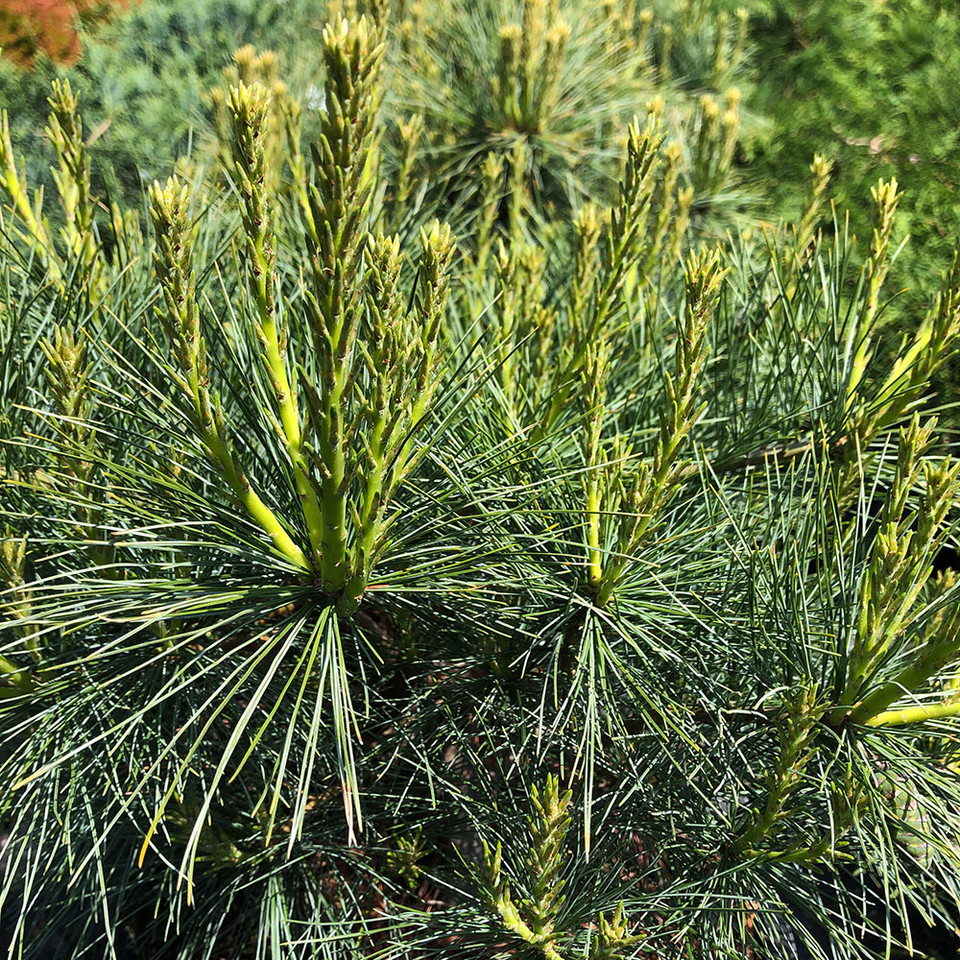 Pinus strobus 'Blue Shag' Horsford Gardens and Nursery