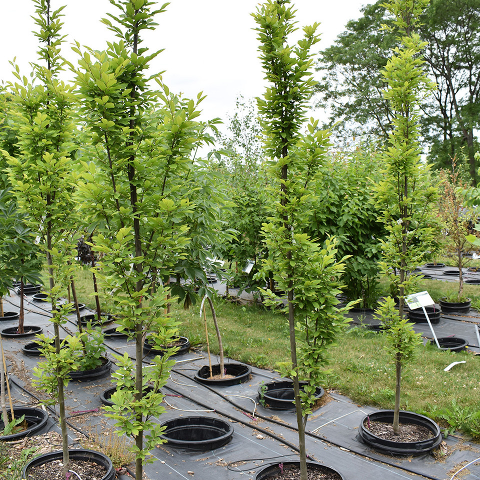 Upright European Hornbeam Products Horsford Gardens and Nursery