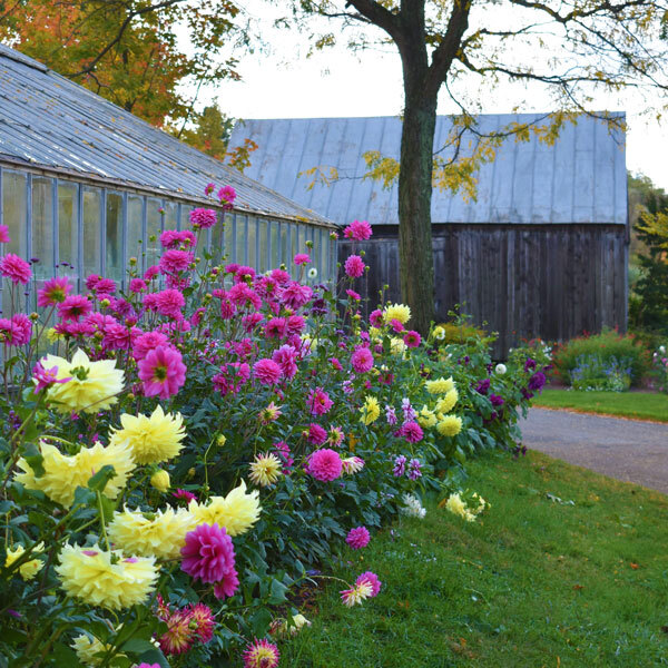 rows of dahlias next to a greenhouse infront of a barn