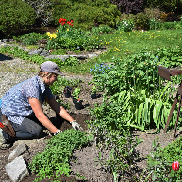 a gardener planting in a garden