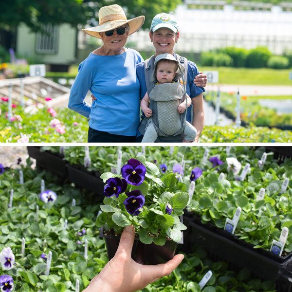 split screen with grandmother, mother and baby standing together on top, 4 pack of pansies being held on bottom