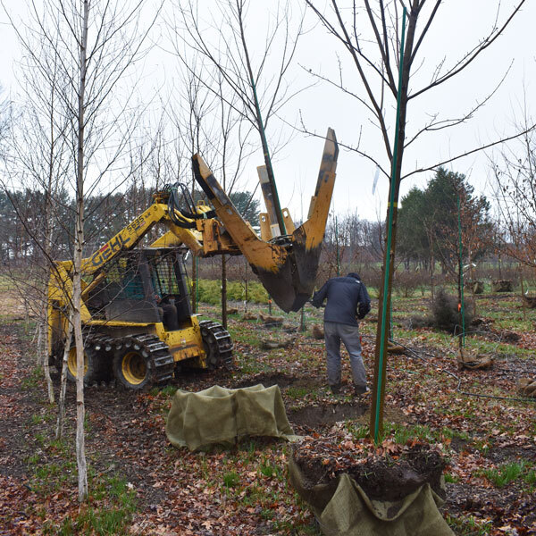 bright pink dahlias with yellow orange centers, planted in rows