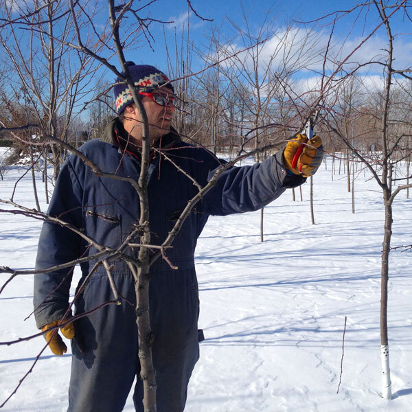a man pruning a tree in a field with snow on the ground