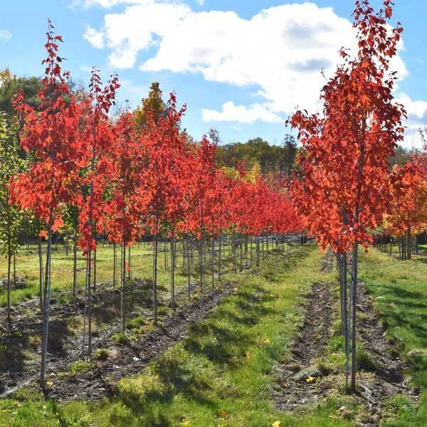 Two rows of maple trees with vibrant red foliage on a sunny day