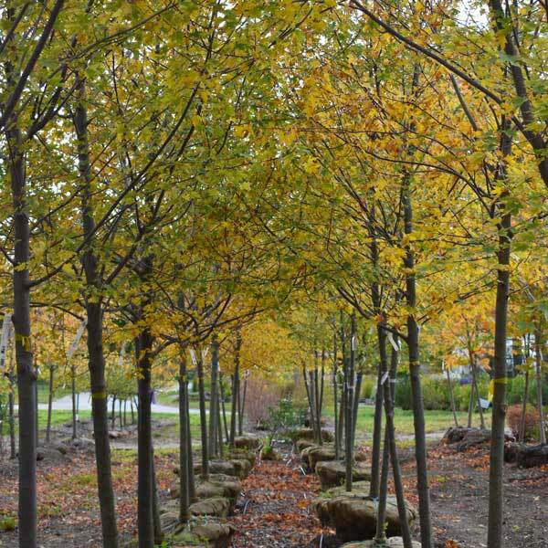 Two rows of maple trees with green and yellow leaves