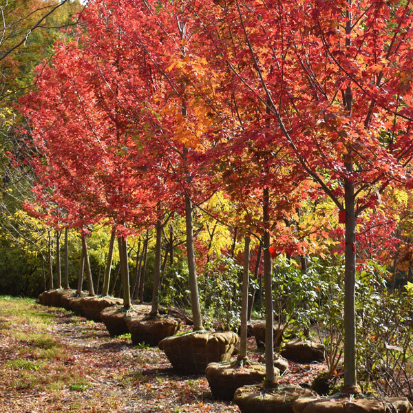 row of balled and burlapped trees with red foliage
