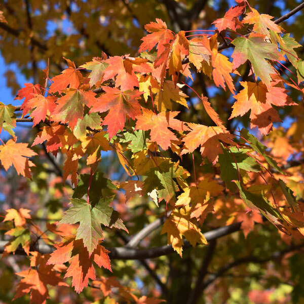 maple leaves changing color with gradients of green, yellow, red, orange