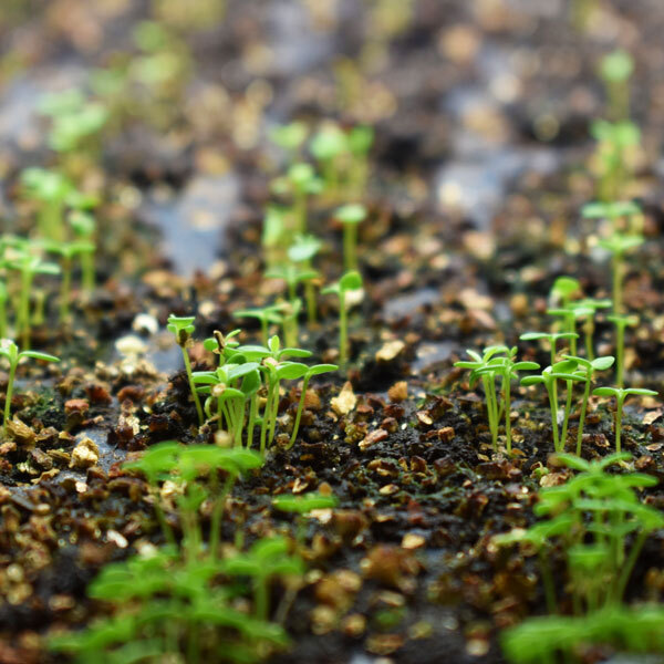 baby plant sprouts in a seed tray, very up close
