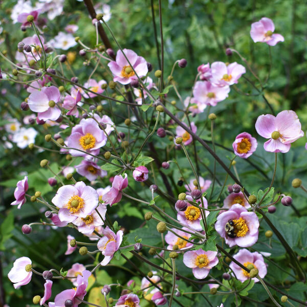 bees visiting pink flowers with yellow fuzzy centers in front of blurred, dark foliage