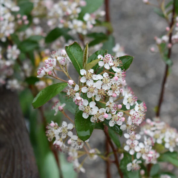 chokeberry flowering close up with white and pink blossoms