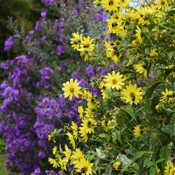 yellow helianthus flowers in front of blurred purple aster