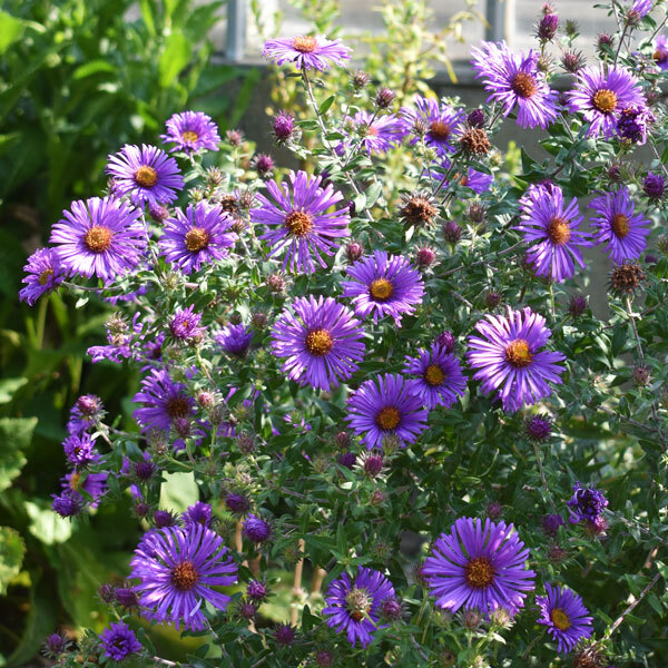 purple aster with dark foliage in background