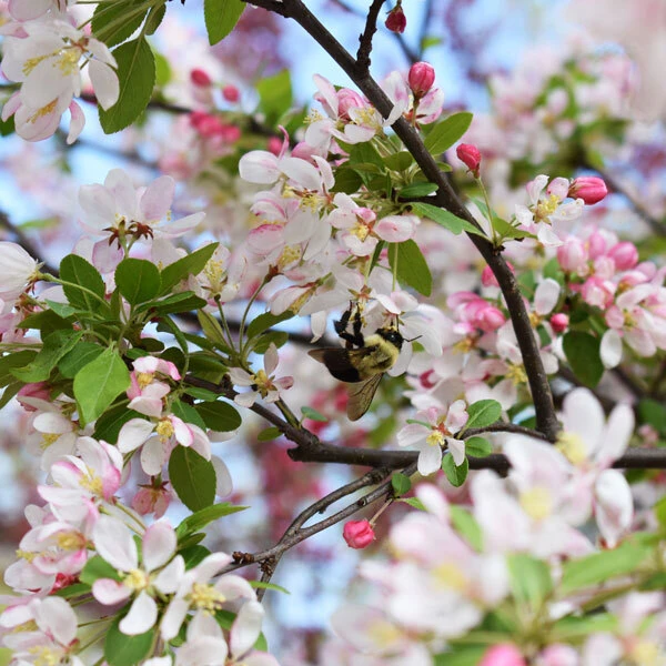 bee on crabapple blooms with white and pink flowers